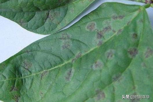 豆角煤霉病的发病原因是什么？怎么防治？