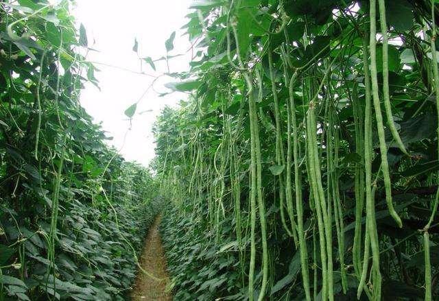 豆角煤霉病的发病原因是什么？怎么防治？
