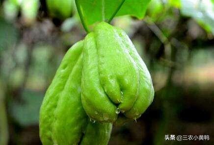 佛手瓜种子怎么保管?