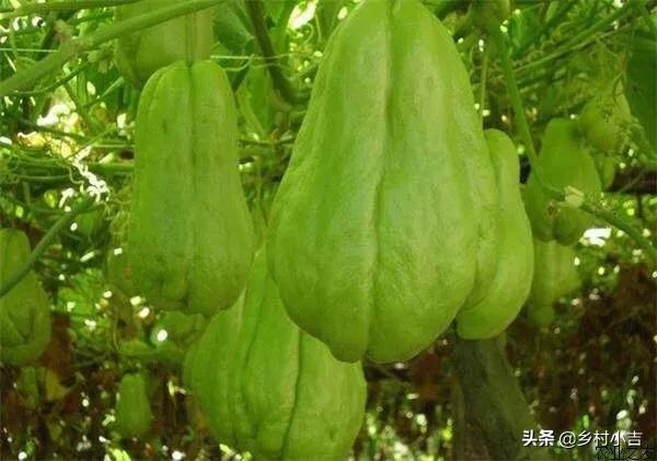 佛手瓜种子怎么保管?