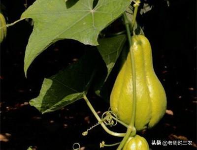 佛手瓜种子怎么保管?