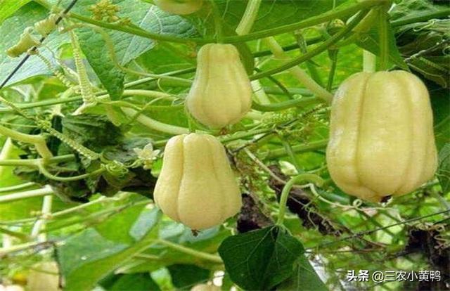 佛手瓜种子怎么保管?
