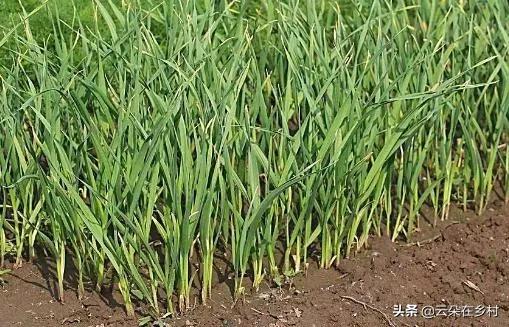 种植蒜苗用什么肥料好?