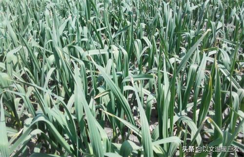 种植蒜苗用什么肥料好?