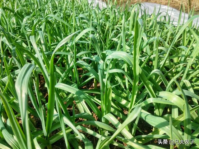 种植蒜苗用什么肥料好?
