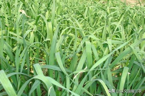 种植蒜苗用什么肥料好?