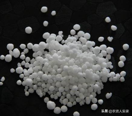 硝酸铵钙撒施后隔天浇水可以吗?为什么呢?