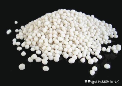 硝酸铵钙撒施后隔天浇水可以吗?为什么呢?