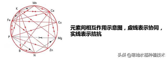 硝酸铵钙撒施后隔天浇水可以吗?为什么呢?