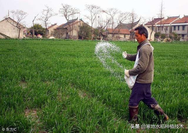 硝酸铵钙撒施后隔天浇水可以吗?为什么呢?