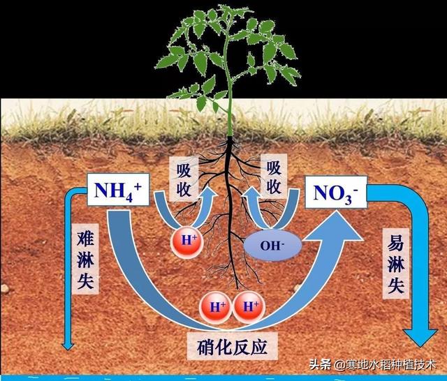 硝酸铵钙撒施后隔天浇水可以吗?为什么呢?