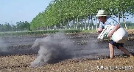 大蒜出齐苗后能盖一层草木灰吗?为什么?