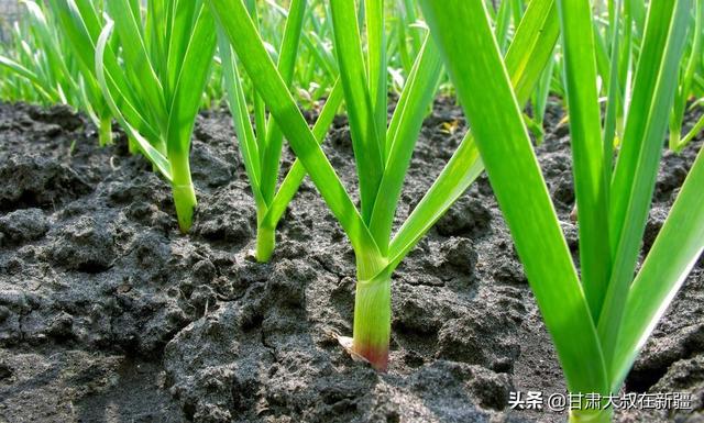 大蒜出齐苗后能盖一层草木灰吗?为什么?