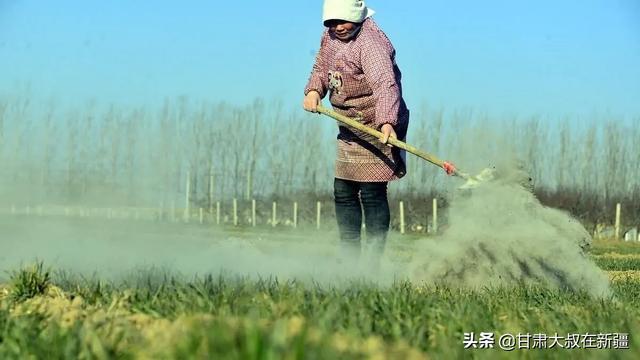 大蒜出齐苗后能盖一层草木灰吗?为什么?