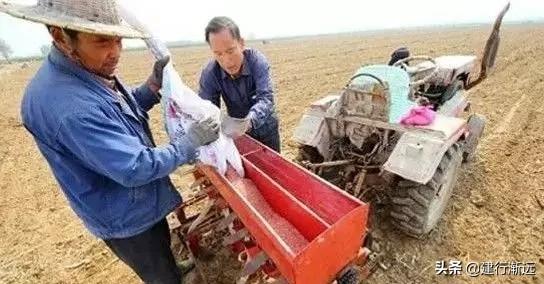 小麦播种施什么样肥，麦苗肥壮，发棵最多，产量更高？