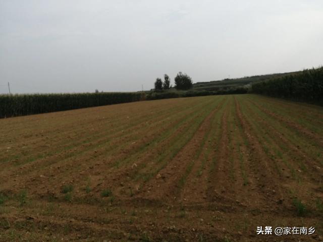 小麦播种施什么样肥，麦苗肥壮，发棵最多，产量更高？