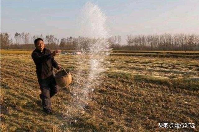 小麦播种施什么样肥，麦苗肥壮，发棵最多，产量更高？