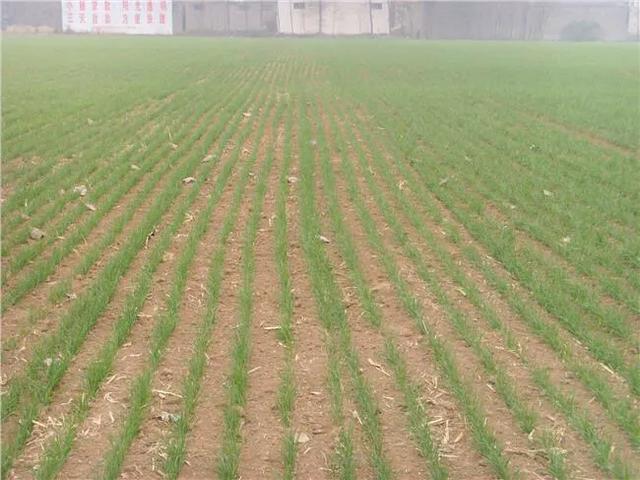 小麦播种施什么样肥，麦苗肥壮，发棵最多，产量更高？