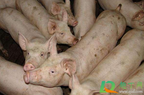 乳山猪肉新冠呈阳性真的假的