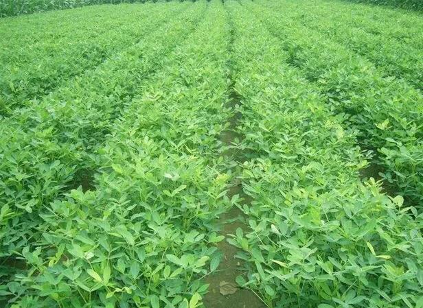 种植花生使用含硫酸钾的复合肥好,还是含氯化钾的复合肥好?