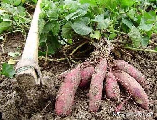 一棵红薯长几根主蔓最好?