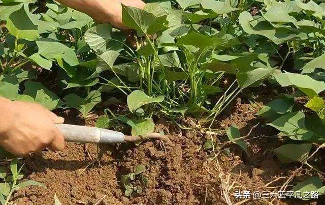 一棵红薯长几根主蔓最好?
