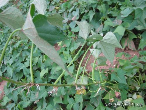 一棵红薯长几根主蔓最好?