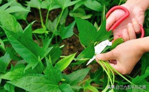 一棵红薯长几根主蔓最好?
