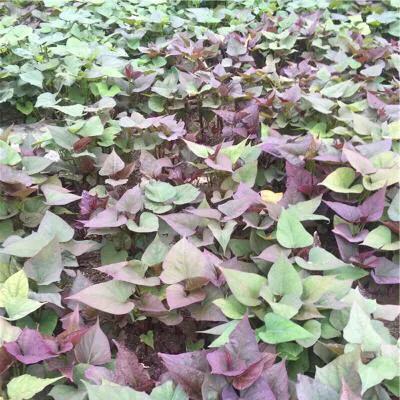 一棵红薯长几根主蔓最好?