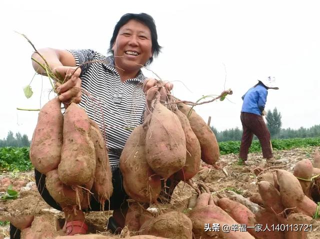 麦茬红薯可以剪春红薯头栽种吗?产量怎么样?