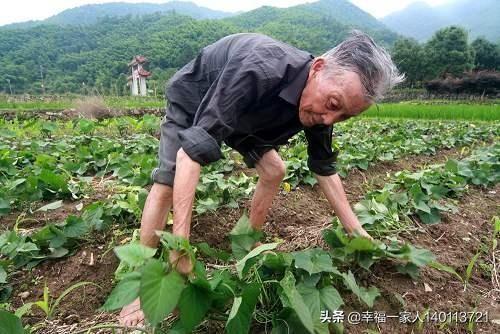麦茬红薯可以剪春红薯头栽种吗?产量怎么样?