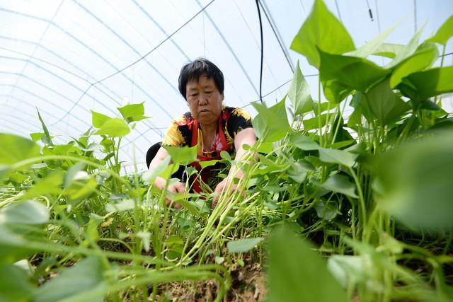 麦茬红薯可以剪春红薯头栽种吗?产量怎么样?