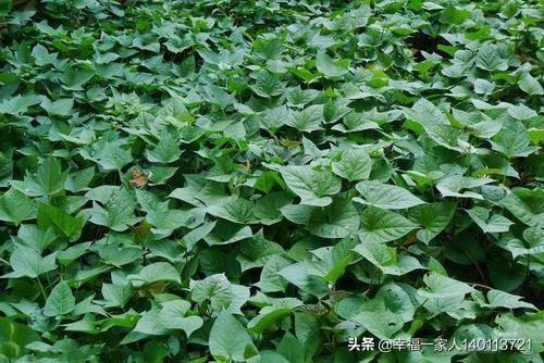 麦茬红薯可以剪春红薯头栽种吗?产量怎么样?