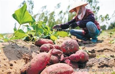 麦茬红薯可以剪春红薯头栽种吗?产量怎么样?