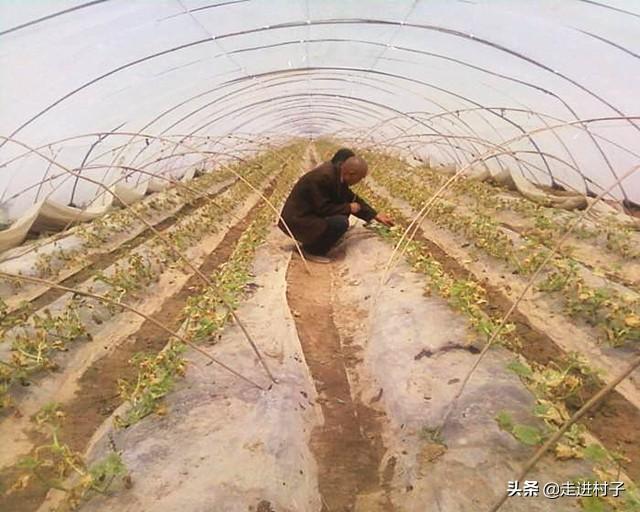 露地地膜覆盖种香瓜用尿素做底肥可以吗?