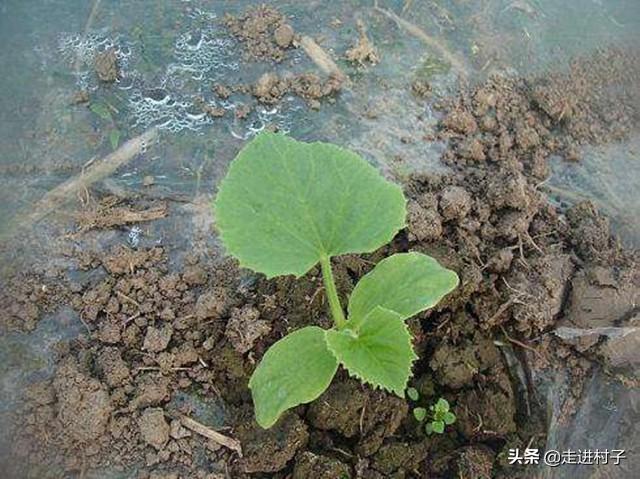 露地地膜覆盖种香瓜用尿素做底肥可以吗?