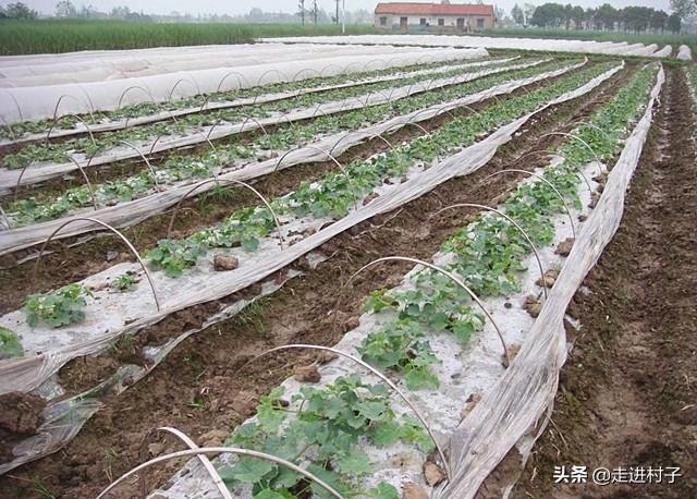 露地地膜覆盖种香瓜用尿素做底肥可以吗?