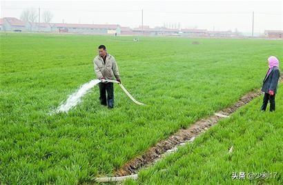 小麦播种后一直没下雨,请问有必要灌水吗?
