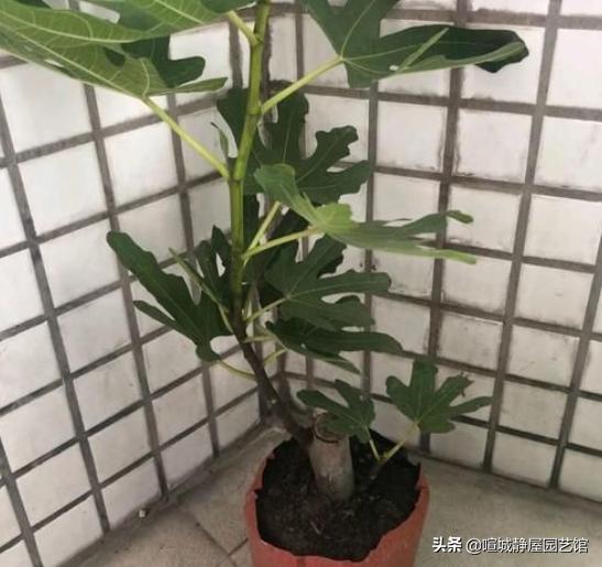 无花果什么时候换盆比较好?