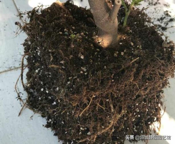 无花果什么时候换盆比较好?