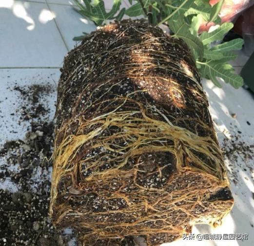 无花果什么时候换盆比较好?