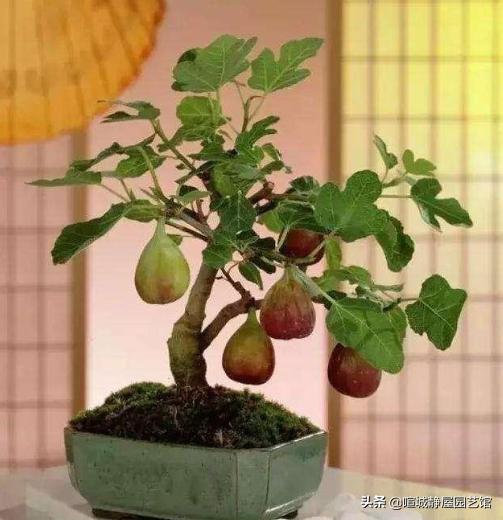 无花果什么时候换盆比较好?