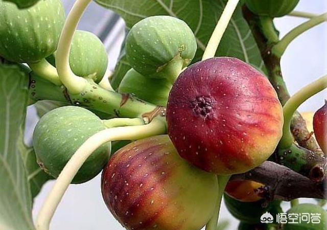 无花果什么时候换盆比较好?
