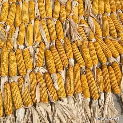 玉米收获后,不扒皮存放能否增加产量?