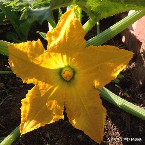 西葫芦花会流蜜吗？