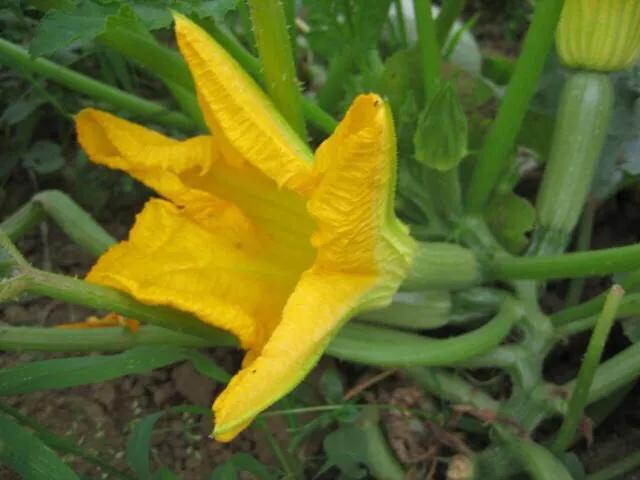 西葫芦花会流蜜吗？
