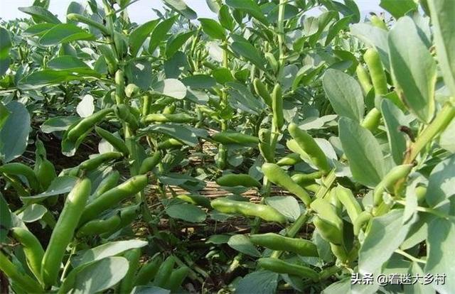 豌豆什么时间种植最适宜?种后如何进行田间管理?