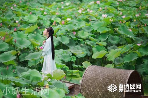 并蒂莲的象征意义是什么?形容女人什么的?