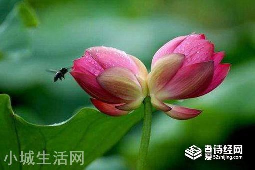 并蒂莲的象征意义是什么?形容女人什么的?