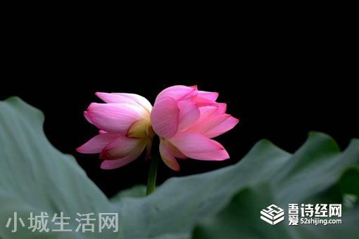 并蒂莲的象征意义是什么?形容女人什么的?
